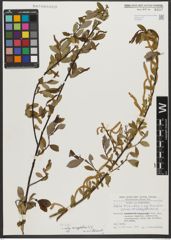 Foto von Salix triandra subsp. amygdalina (L.) Schübl. & G. Martens